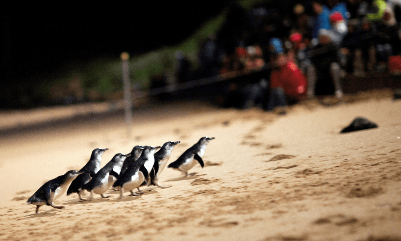 Penguins Express Tour from Melbourne - image 5