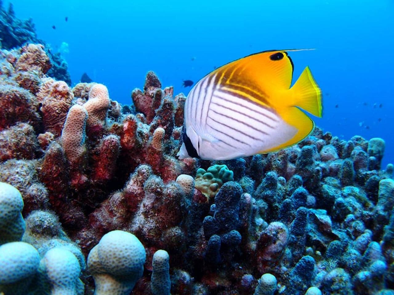 Okinawa Miyakojima Undersea Park - image 7