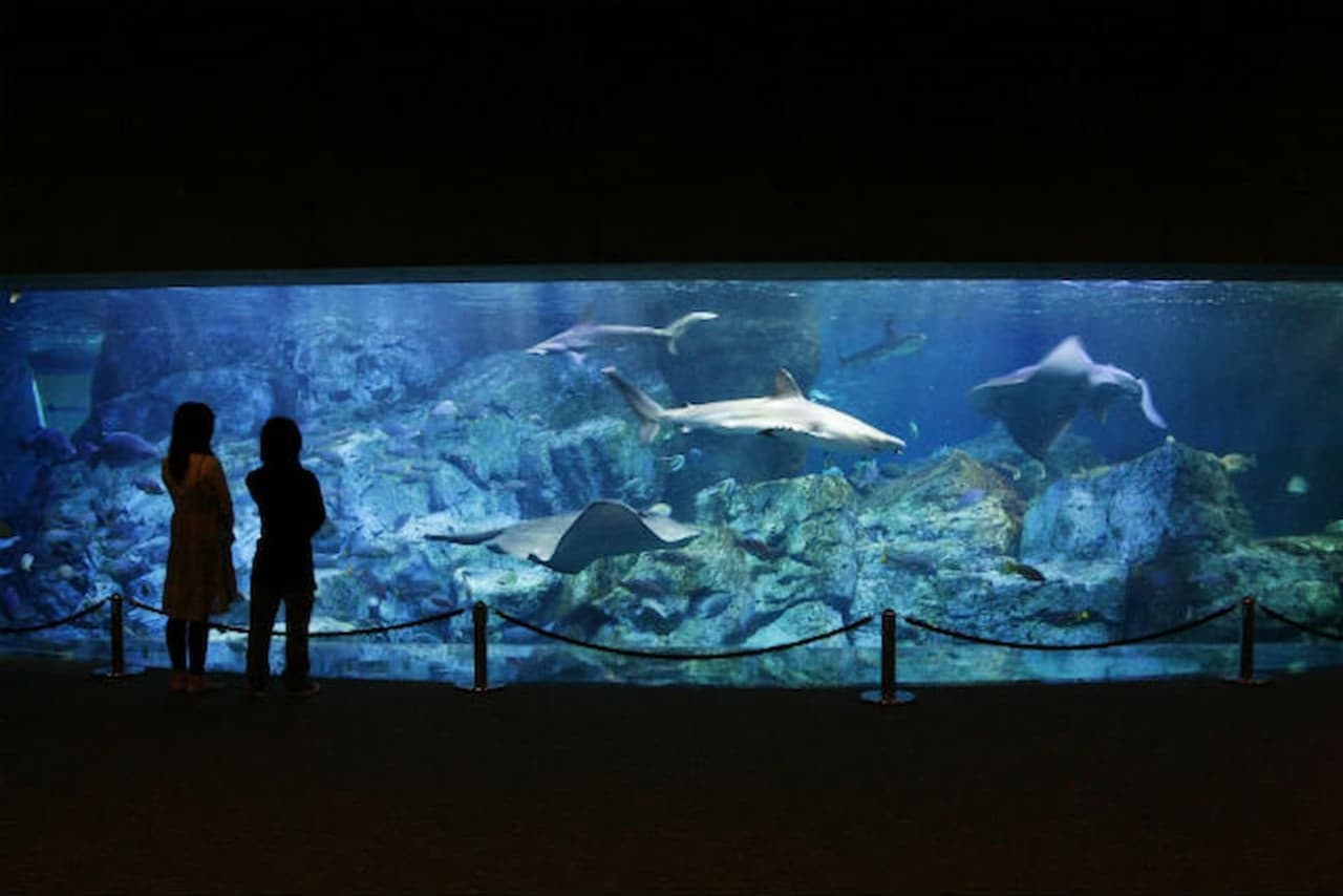Oita Marine Palace Aquarium Umitamago Ticket - image 2