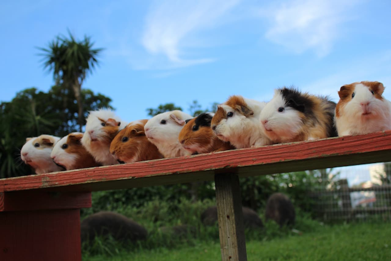 Okinawa Zoo & Museum Ticket - image 4