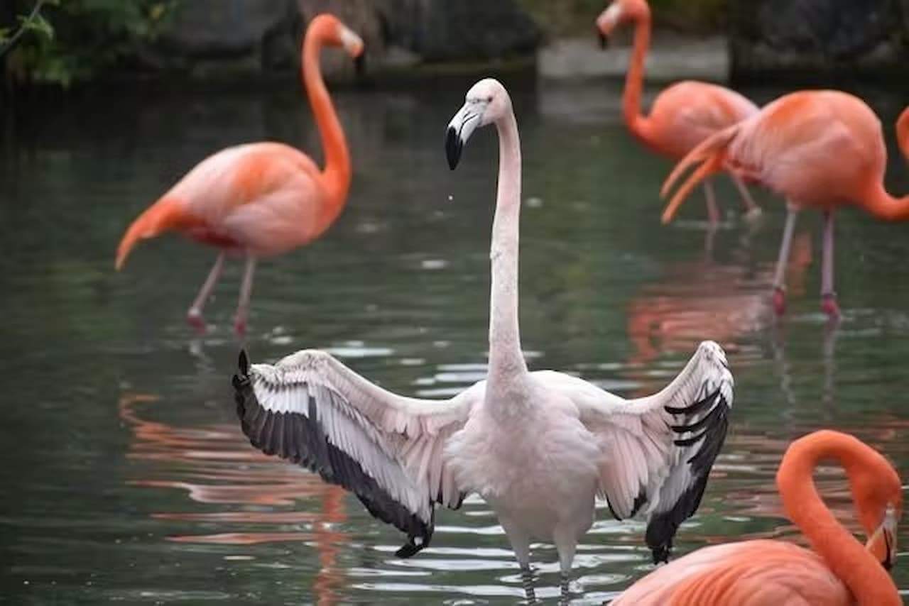 Nagoya-City Higashiyama Zoo and Botanical Gardens - image 11