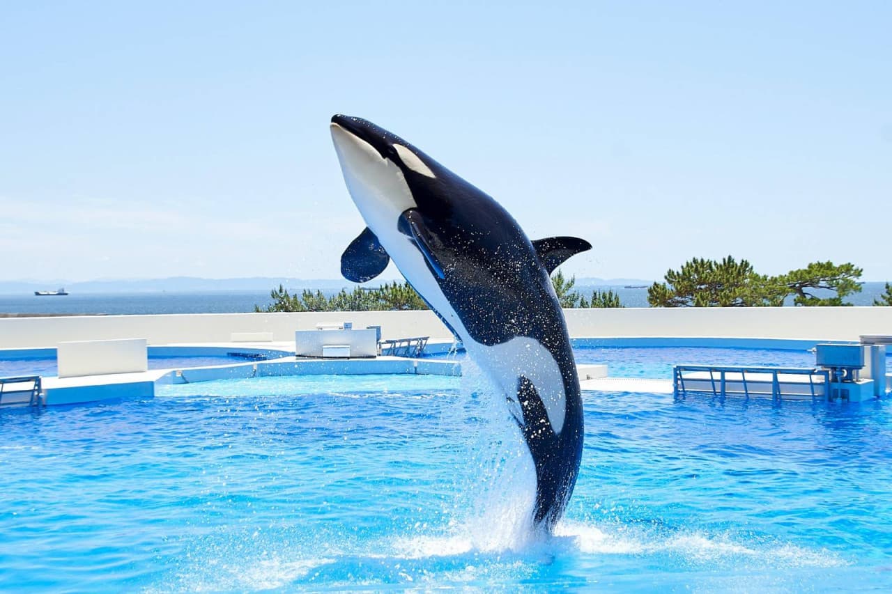 Kobe Suma Sea World Ticket - image 3