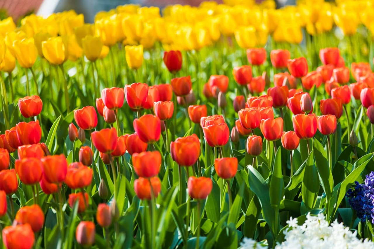 Keukenhof Gardens Ticket with Round Trip Bus Transfer from Amsterdam - imagen 5
