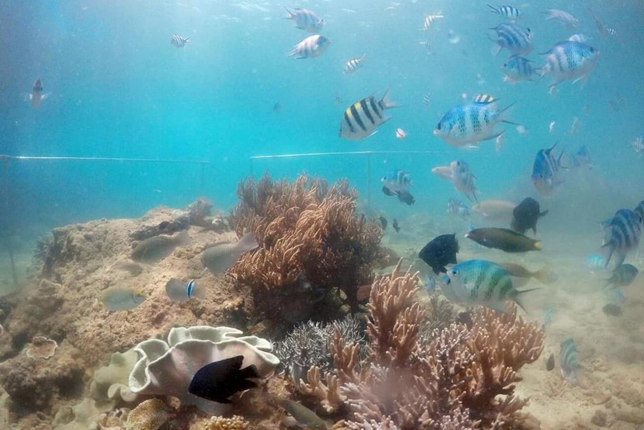 Cham Islands Underwater Walking and Snorkelling Half-Day Tour from Da Nang - image 5