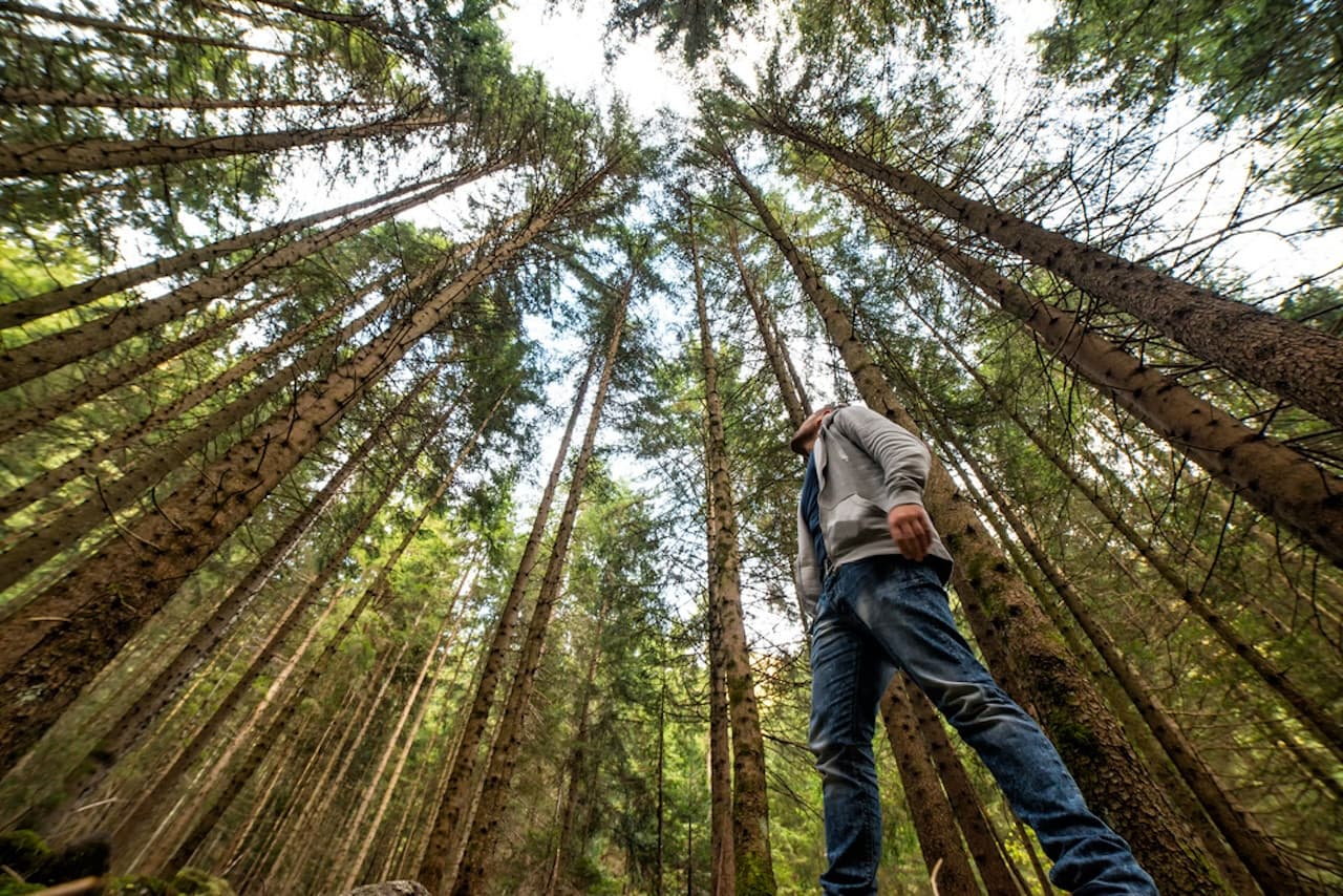 Muir Woods and Sausalito Tour from San Francisco - main image