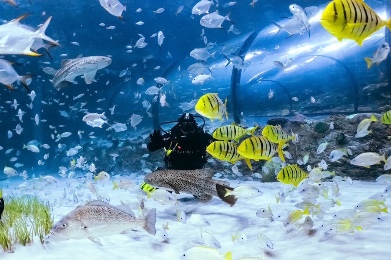 The National Aquarium Abu Dhabi Ticket - image 12