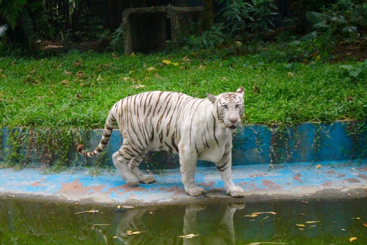Zoo Negara Malaysia & Panda Conservation Centre Ticket - image 4