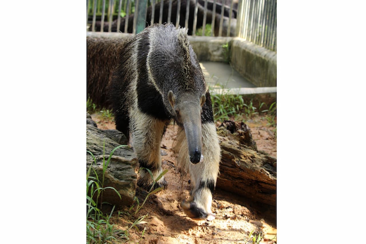 Entrada para Okinawa Zoo & Museum - imagen 2