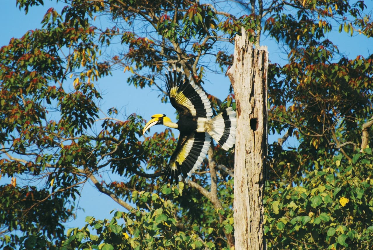 Langkawi Birdwatching Experience Tour - Half Day - main image