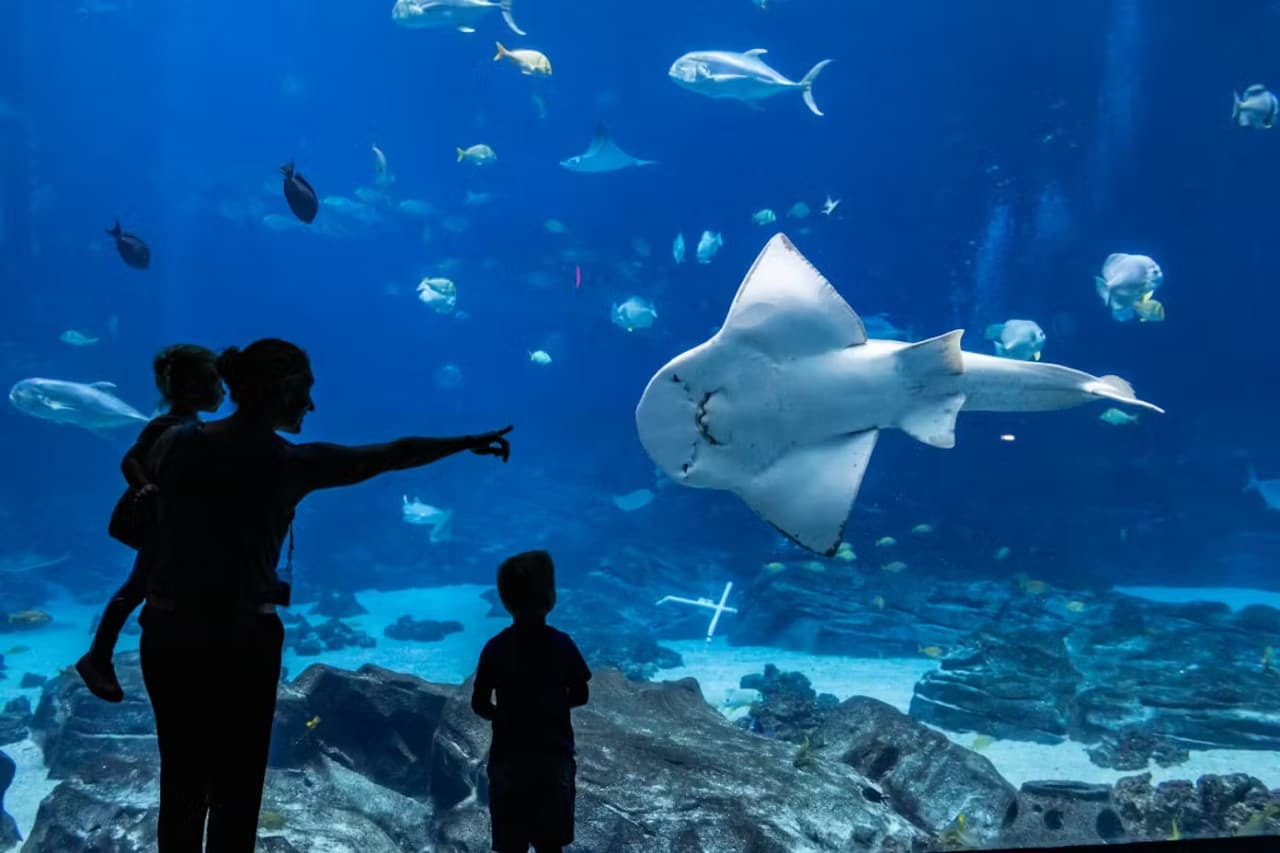 Georgia Aquarium: Fast Track Ticket - imagen 4