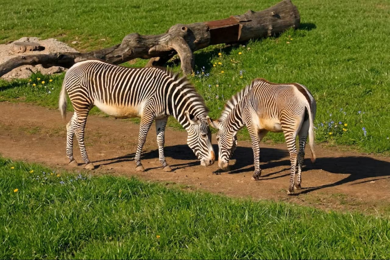 Prague Zoo Ticket + Audio Guide - image 8