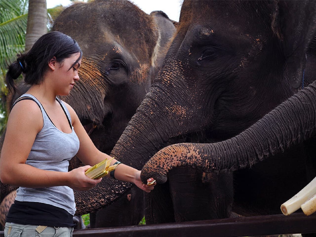 Mason Elephant Park Bali by Mason Adventures (Formerly known as Elephant Safari Park) - image 5