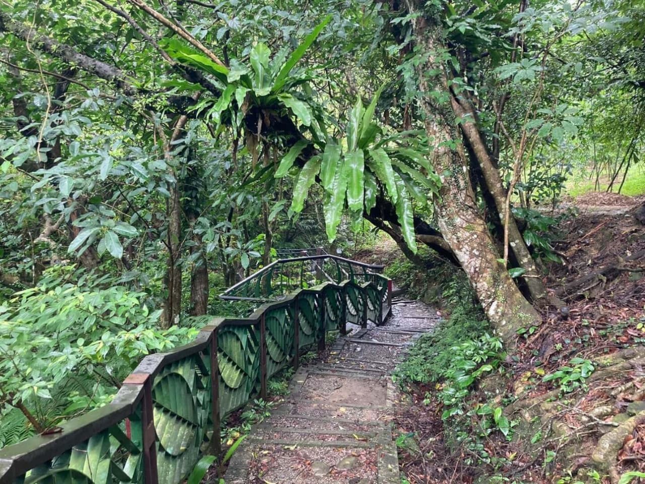 Pinglin Tea Culture and Maokong Full-Day Tour from Taipei - image 13