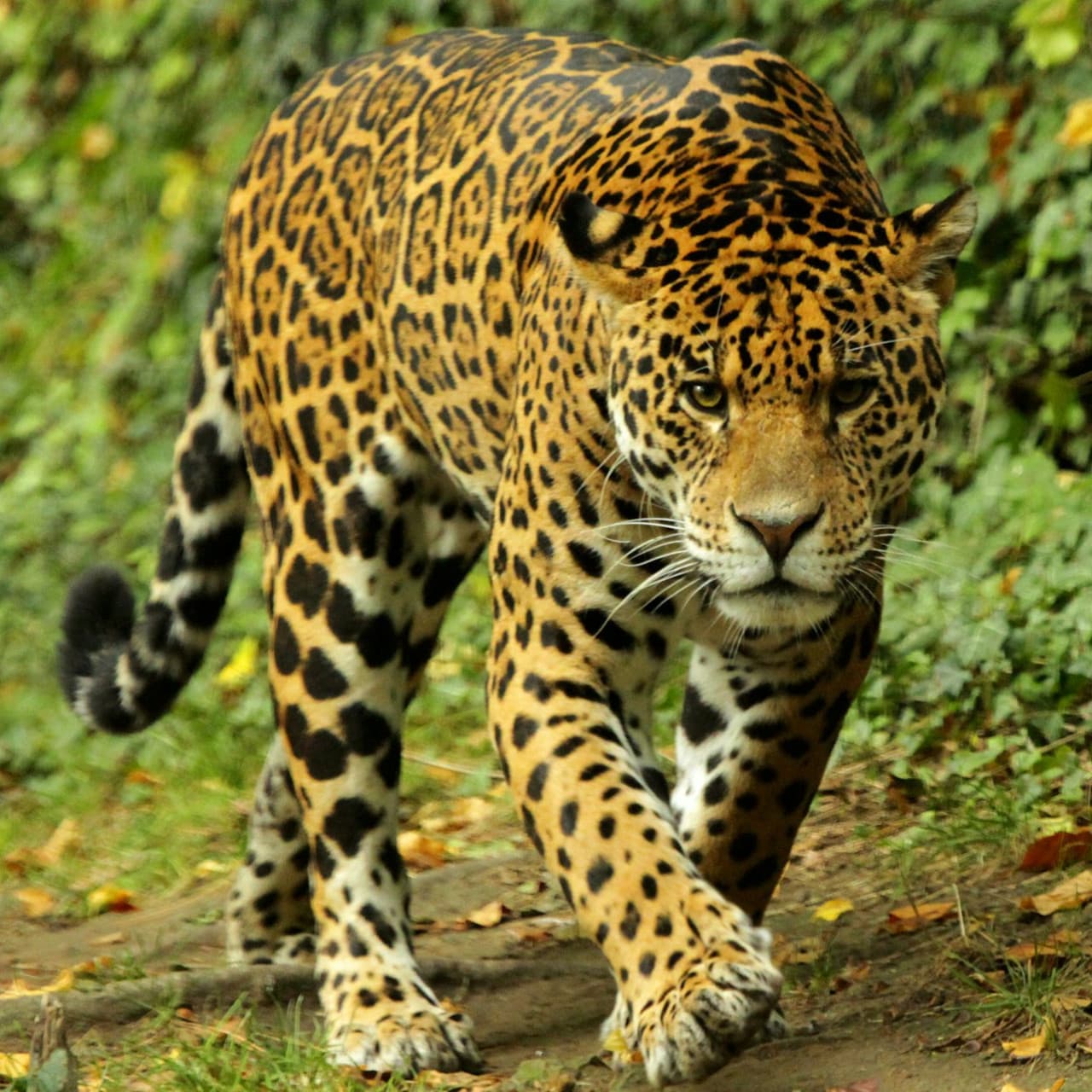 ZooParc de Beauval Ticket - 이미지 5