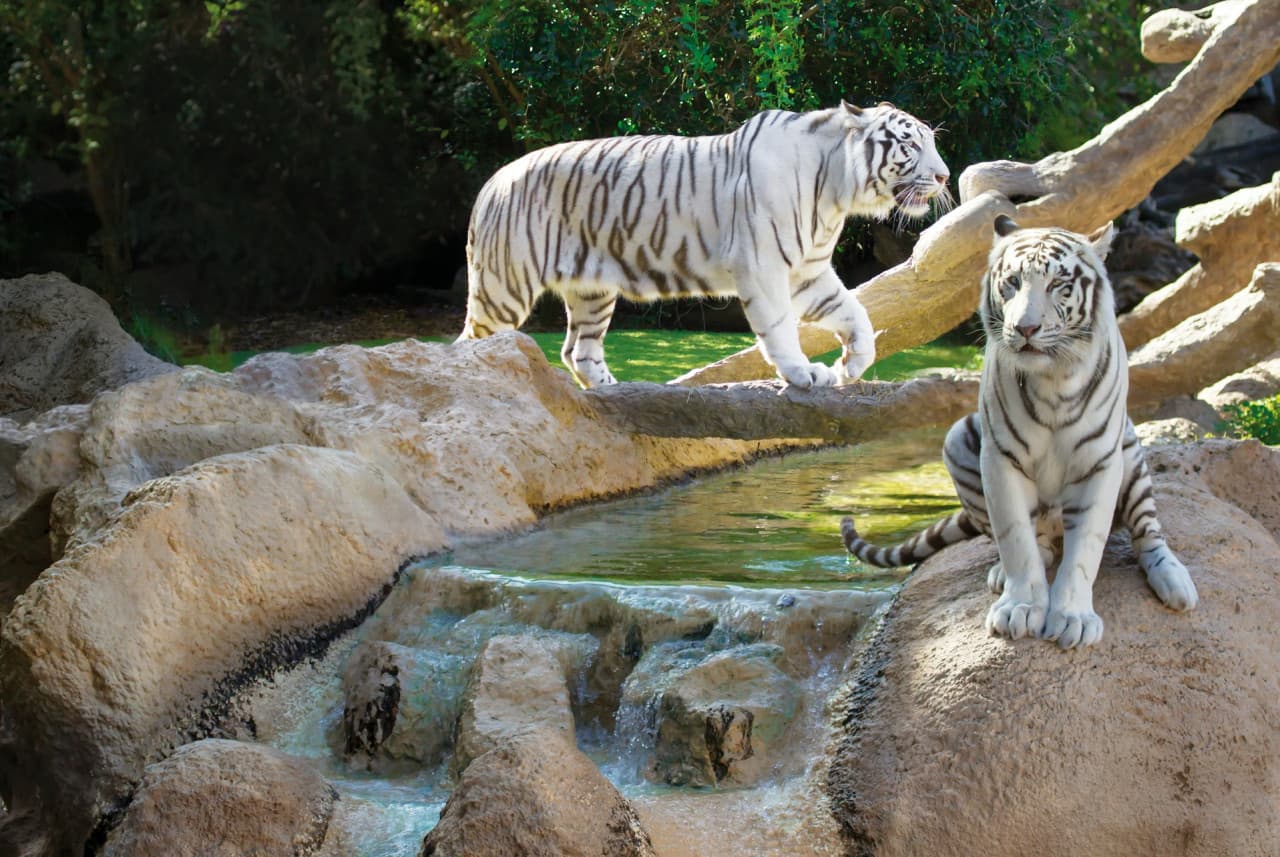 Entrada a Loro Parque - imagen 13