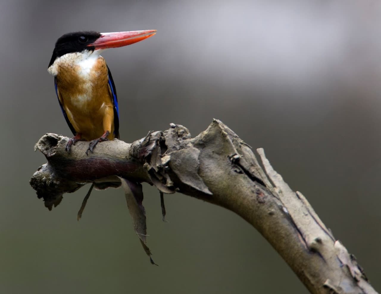 Langkawi Birdwatching Experience Tour - Half Day - image 10