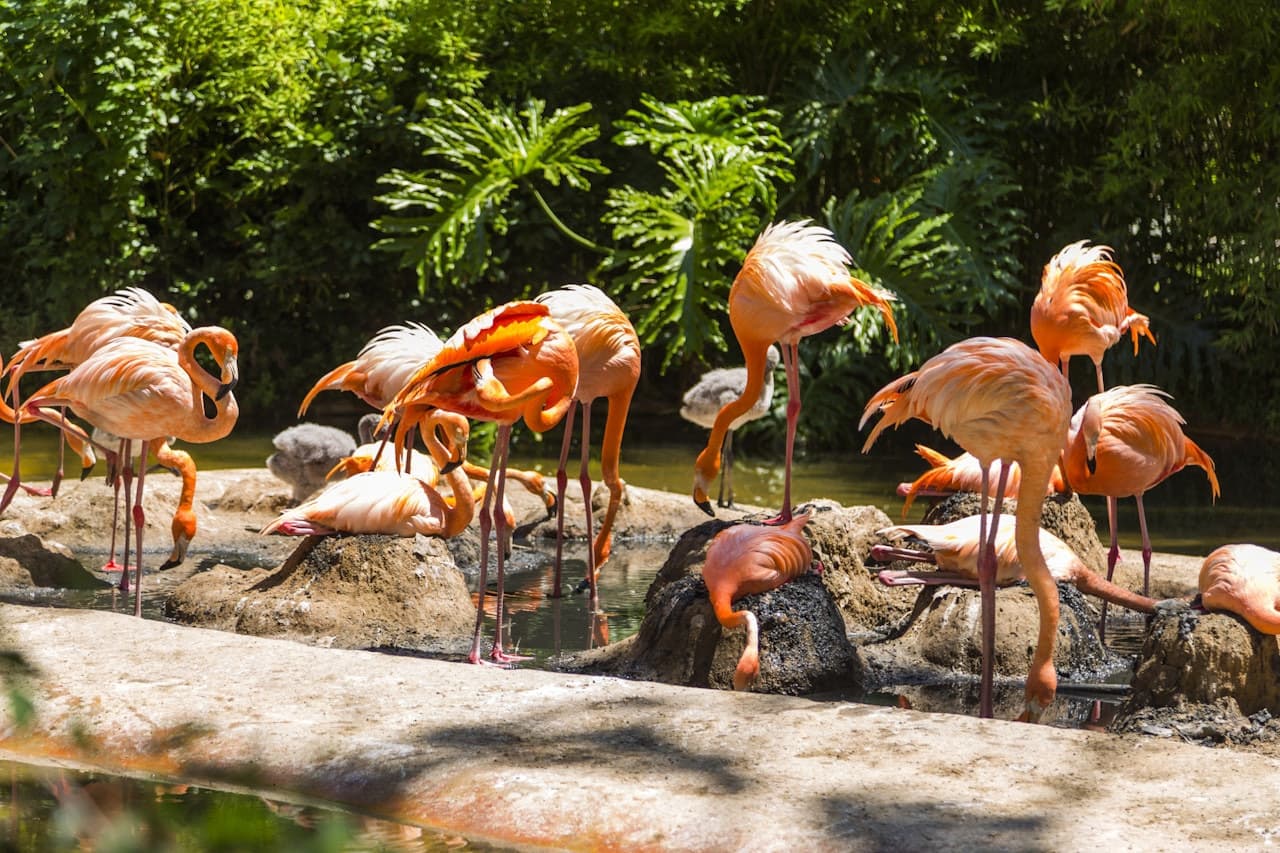 Barcelona Zoo - image 2