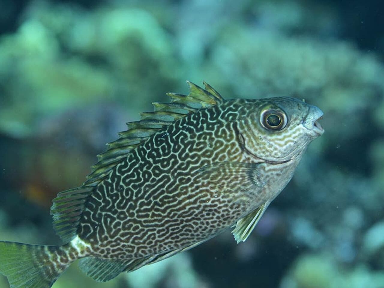 Okinawa Miyakojima Undersea Park - image 9
