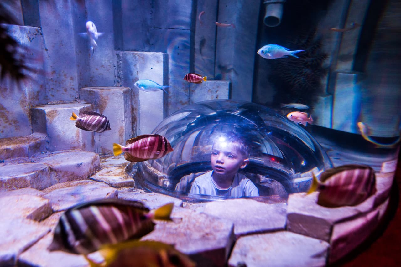 SEA LIFE Melbourne Aquarium Direct Entry Ticket - image 6