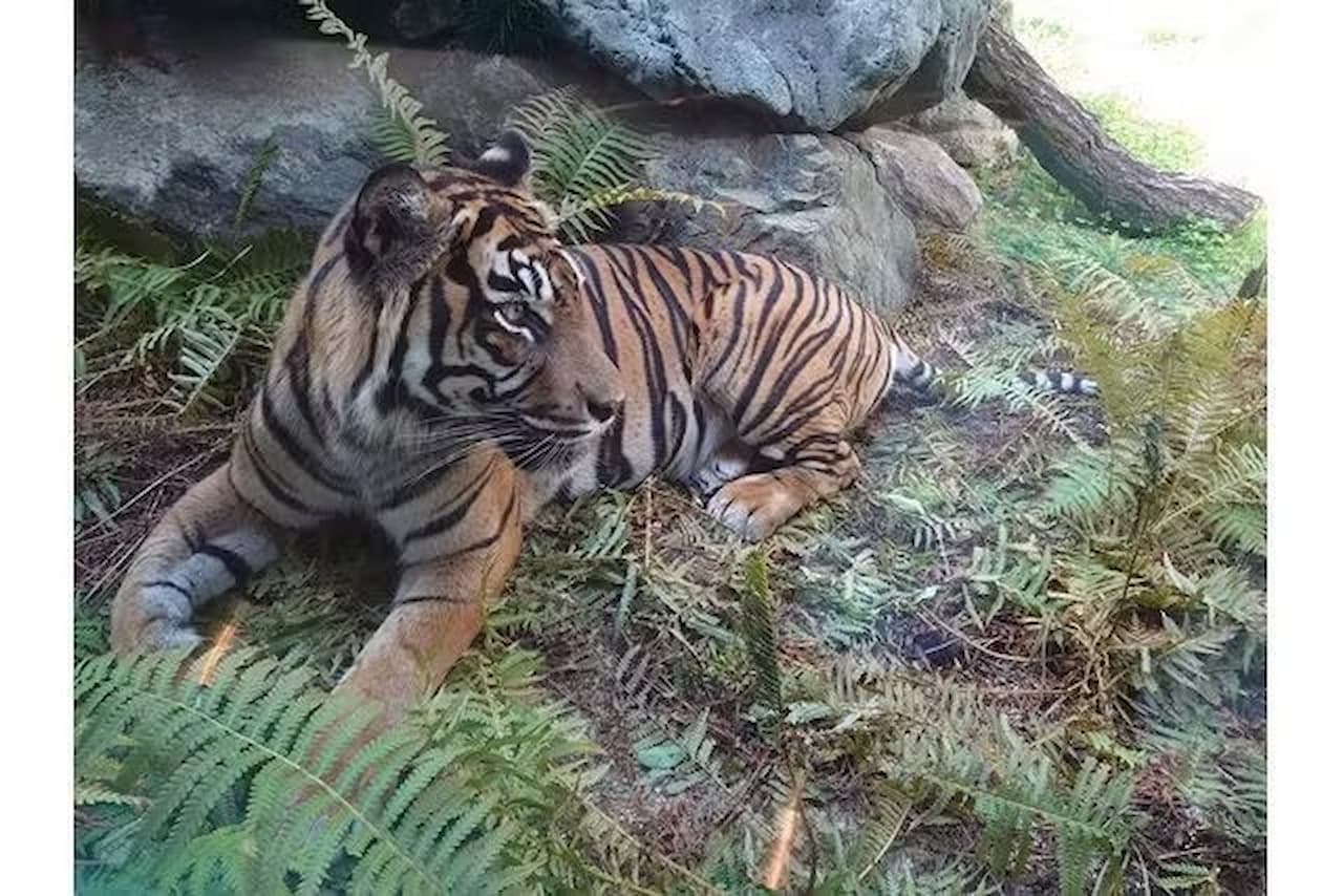 Zoológico y Jardines Botánicos Higashiyama de la ciudad de Nagoya - imagen 7