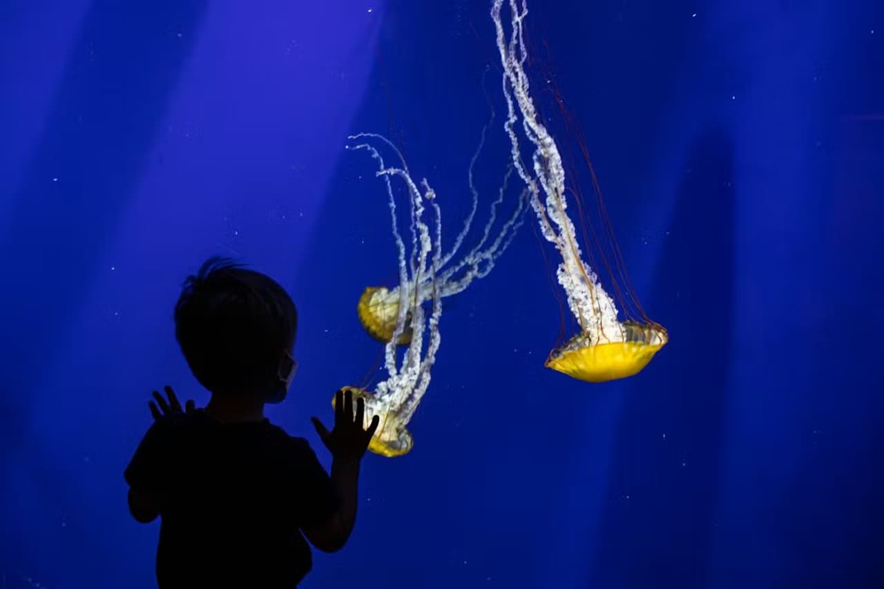 Georgia Aquarium: Fast Track Ticket - image 13