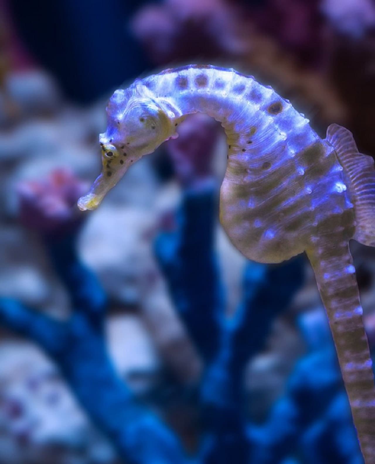 Dubai Aquarium and Underwater Zoo Ticket - image 8