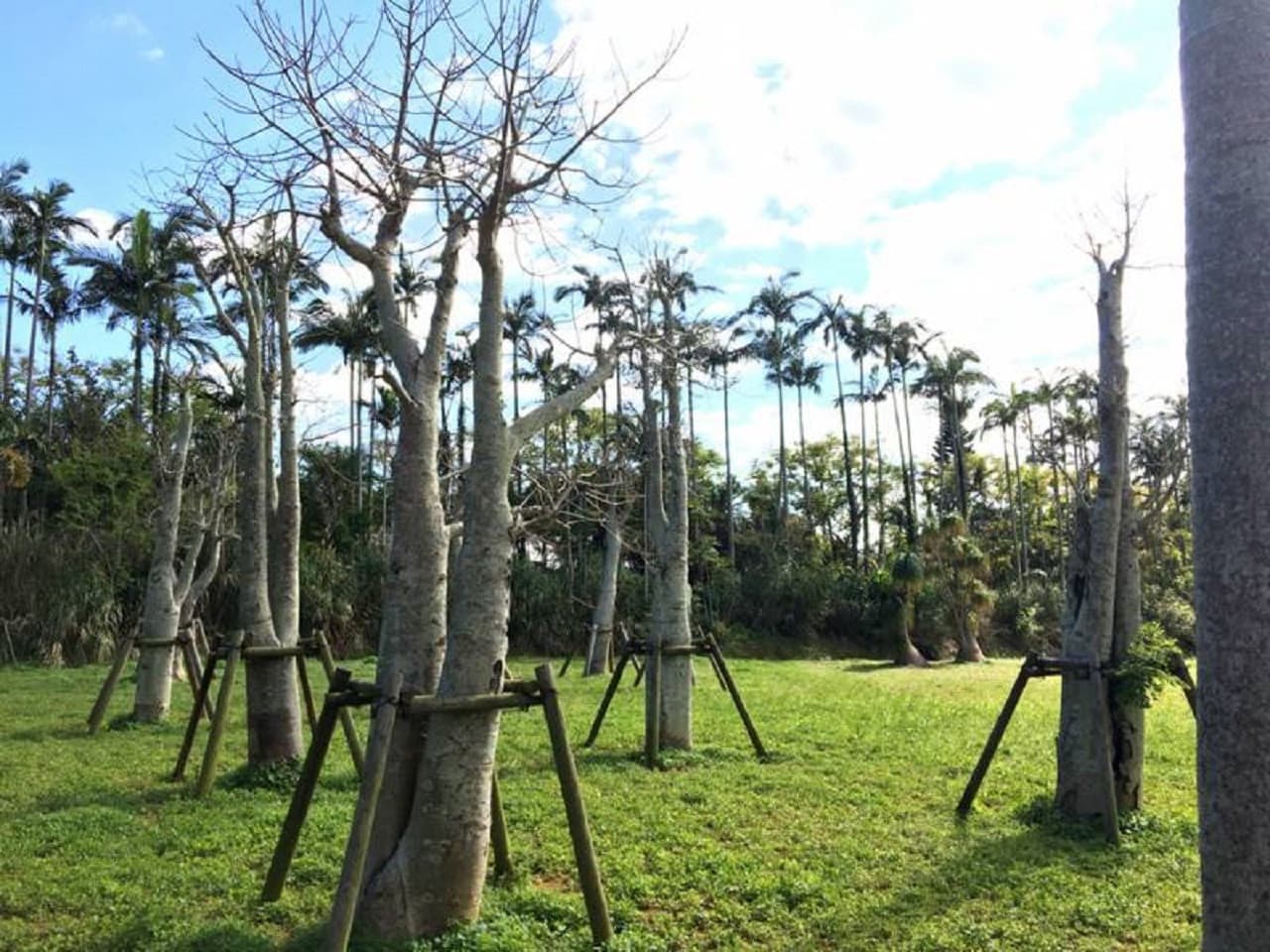 Okinawa Southeast Botanical Gardens - image 11