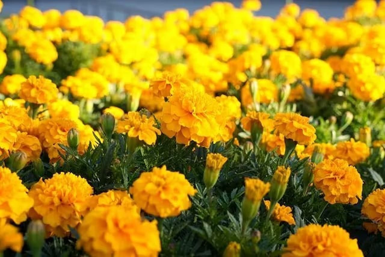 Zoológico y Jardines Botánicos Higashiyama de la ciudad de Nagoya - imagen 13