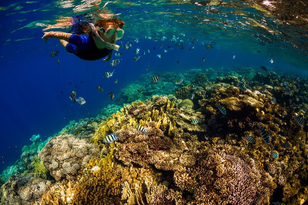 Kona Dolphin Watching Cruise with Snorkelling Experience - image 2