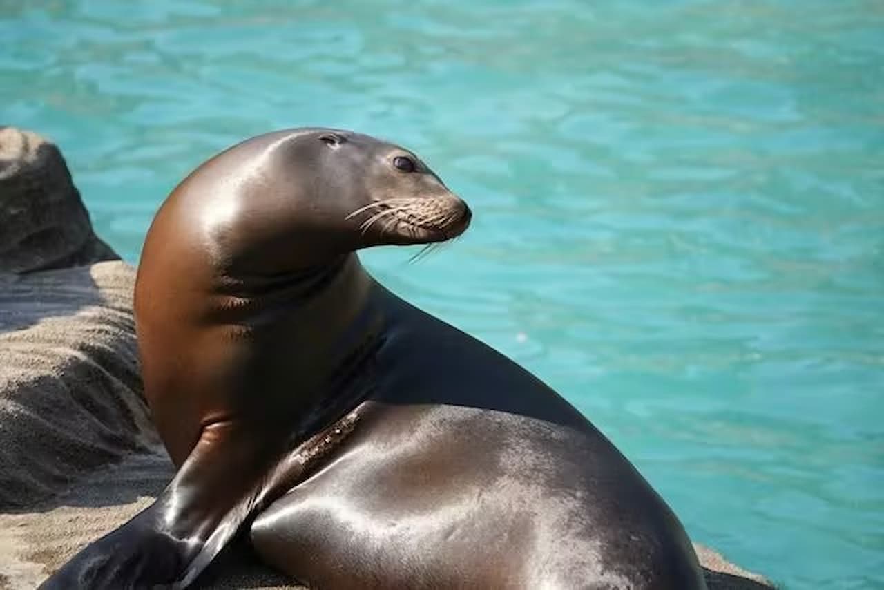 Zoológico y Jardines Botánicos Higashiyama de la ciudad de Nagoya - imagen 10