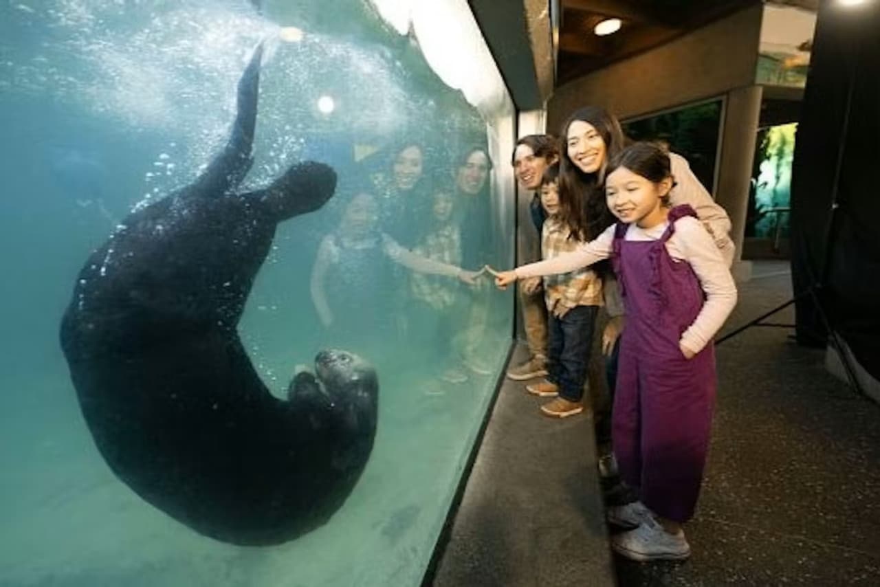 Vancouver Aquarium Ticket - image 9
