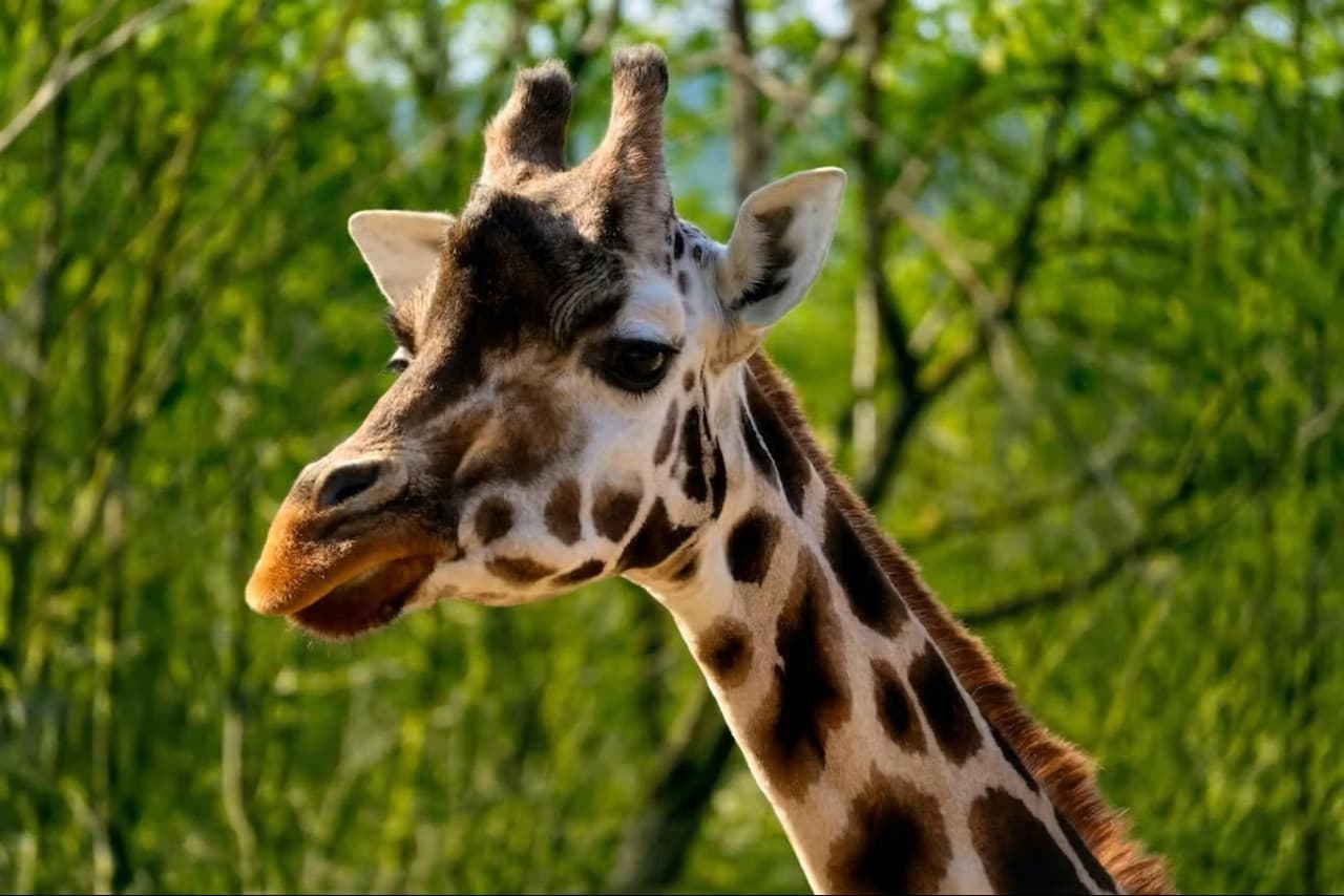 Prague Zoo Ticket + Audio Guide - image 2