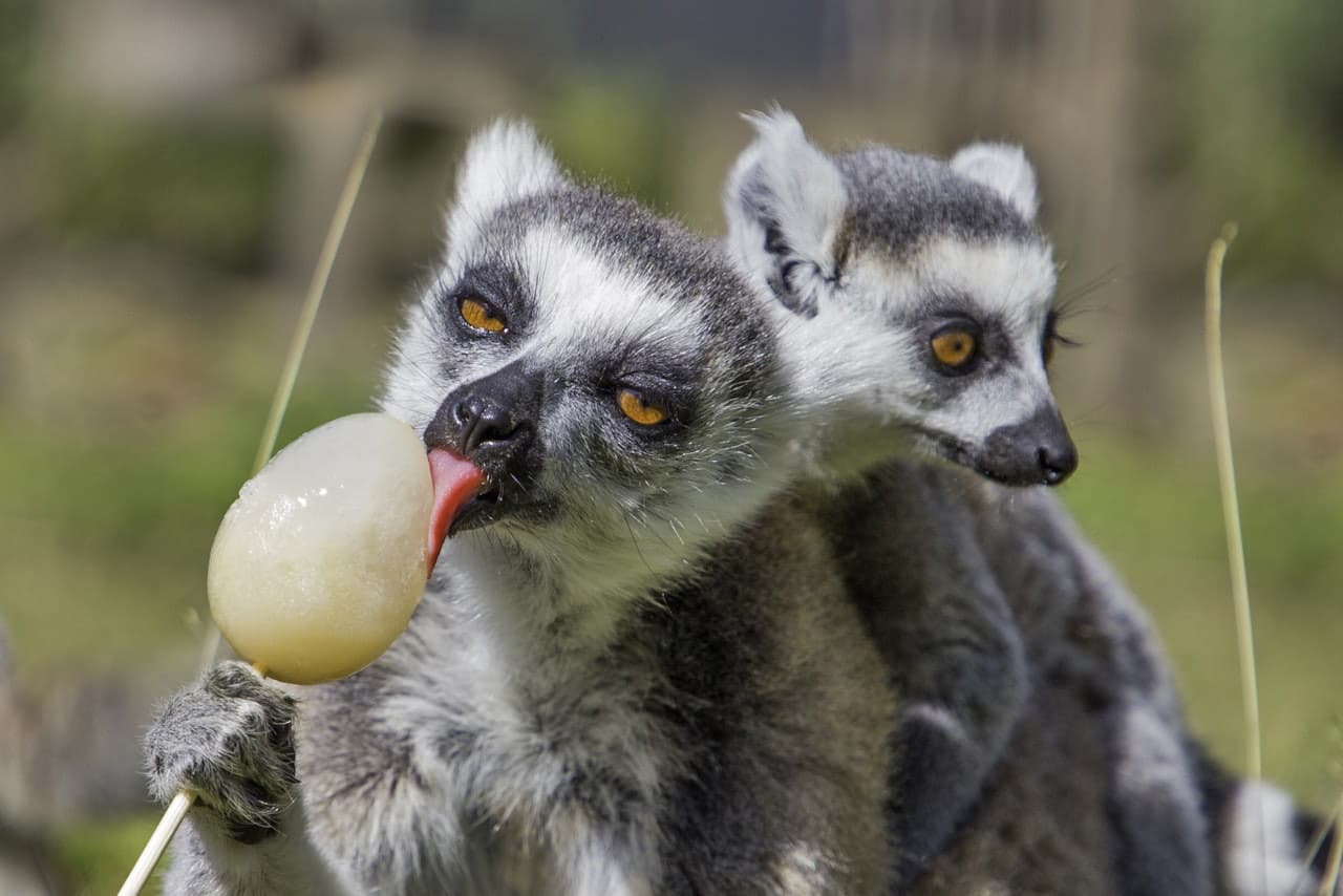 Thoiry ZooSafari: Skip The Line - image 7