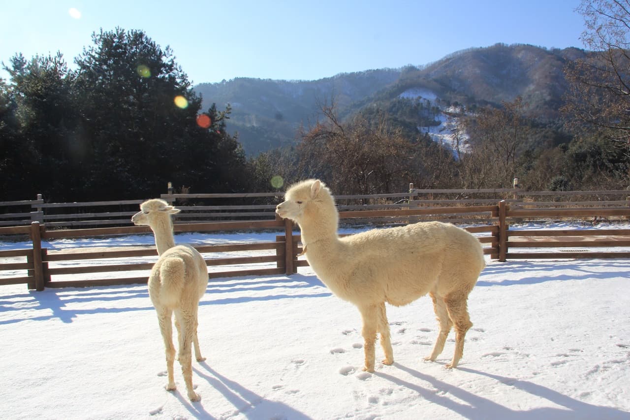 Alpaca World, Nami Island, and Garden of Morning Calm Tour from Seoul - imagen 2