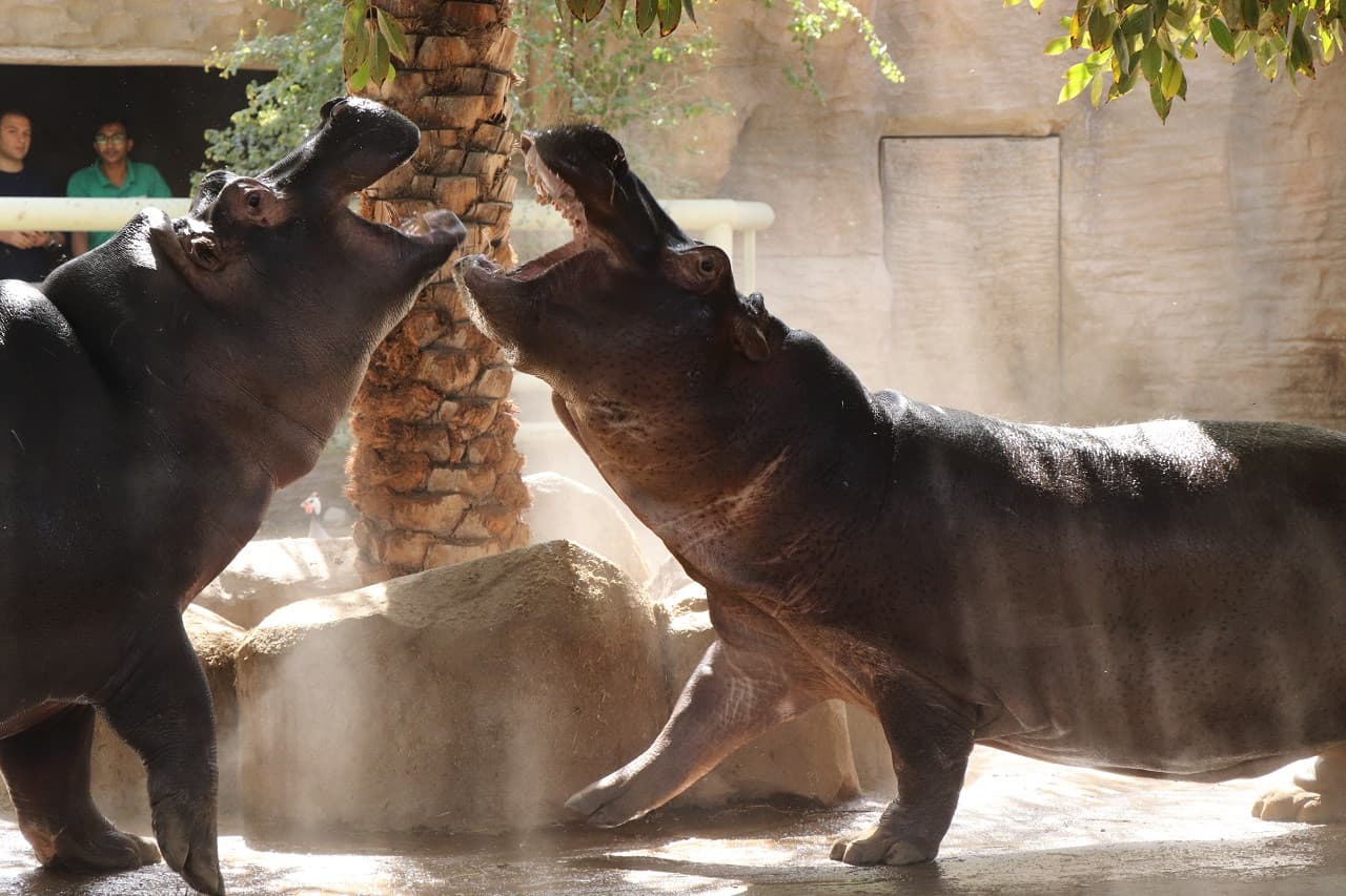 Emirates Park Zoo Ticket - image 3