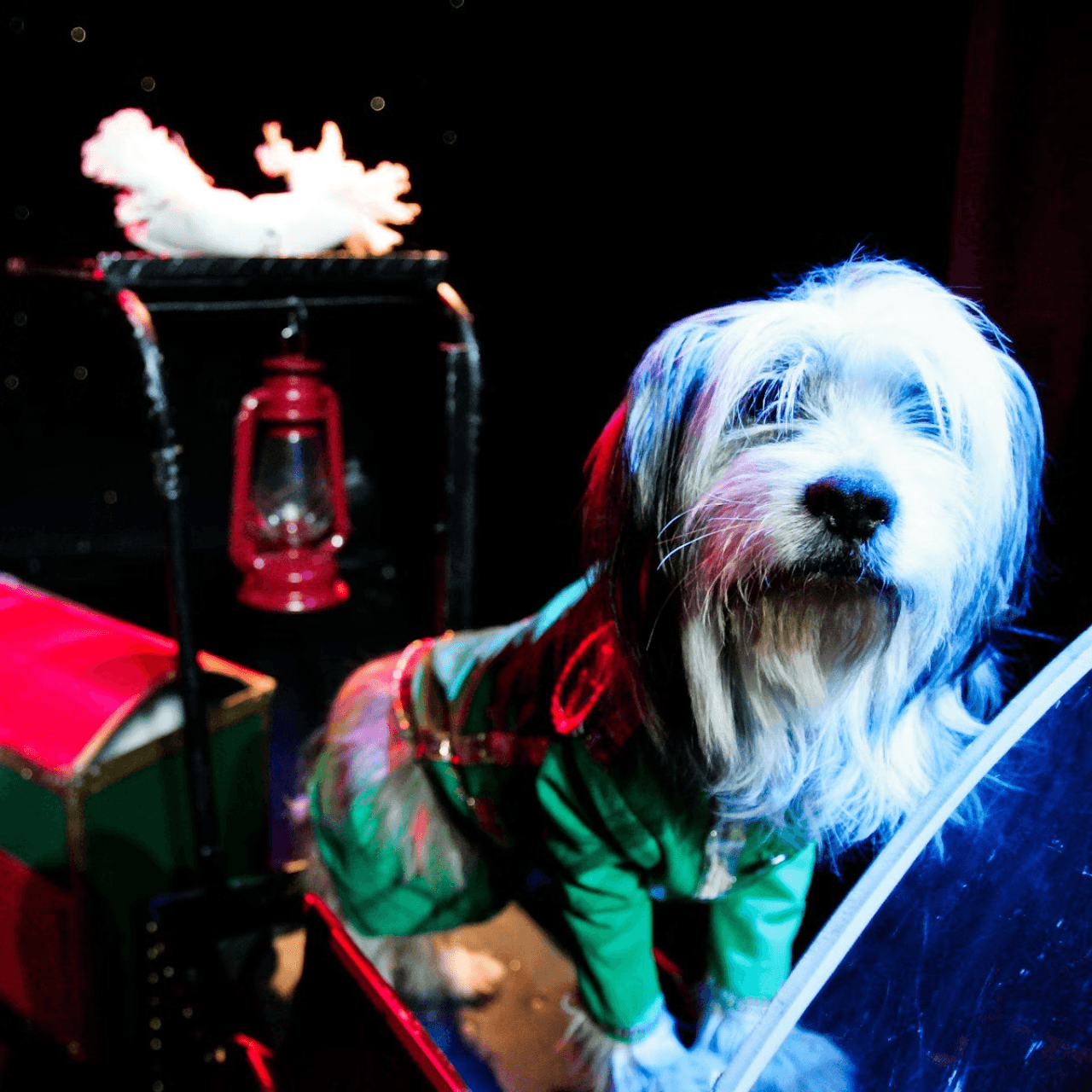 V Theatre Las Vegas - Popovich Comedy Pet Theatre - image 4