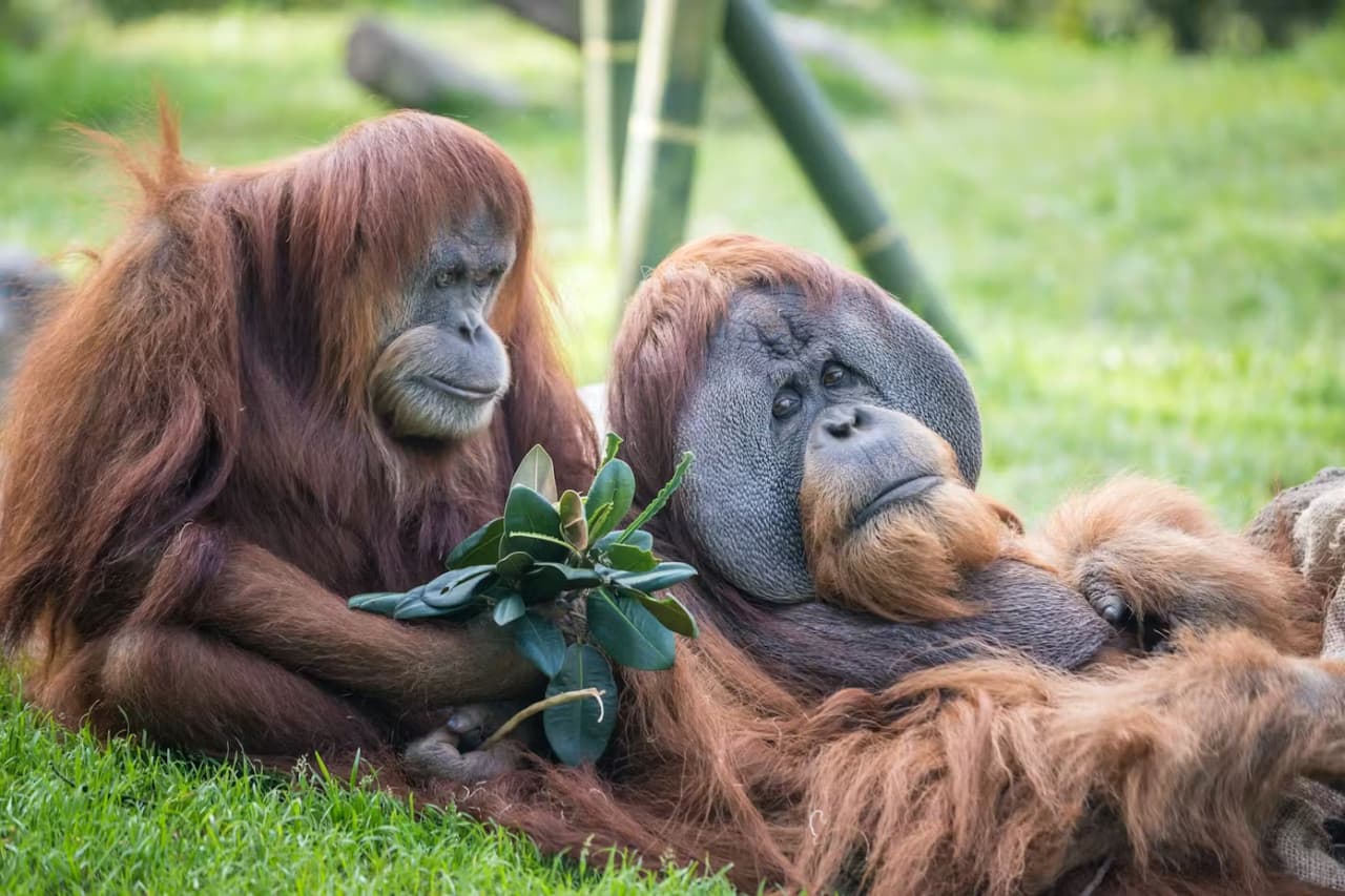 2-Visit Pass: San Diego Zoo + San Diego Zoo Safari Park Tickets - main image