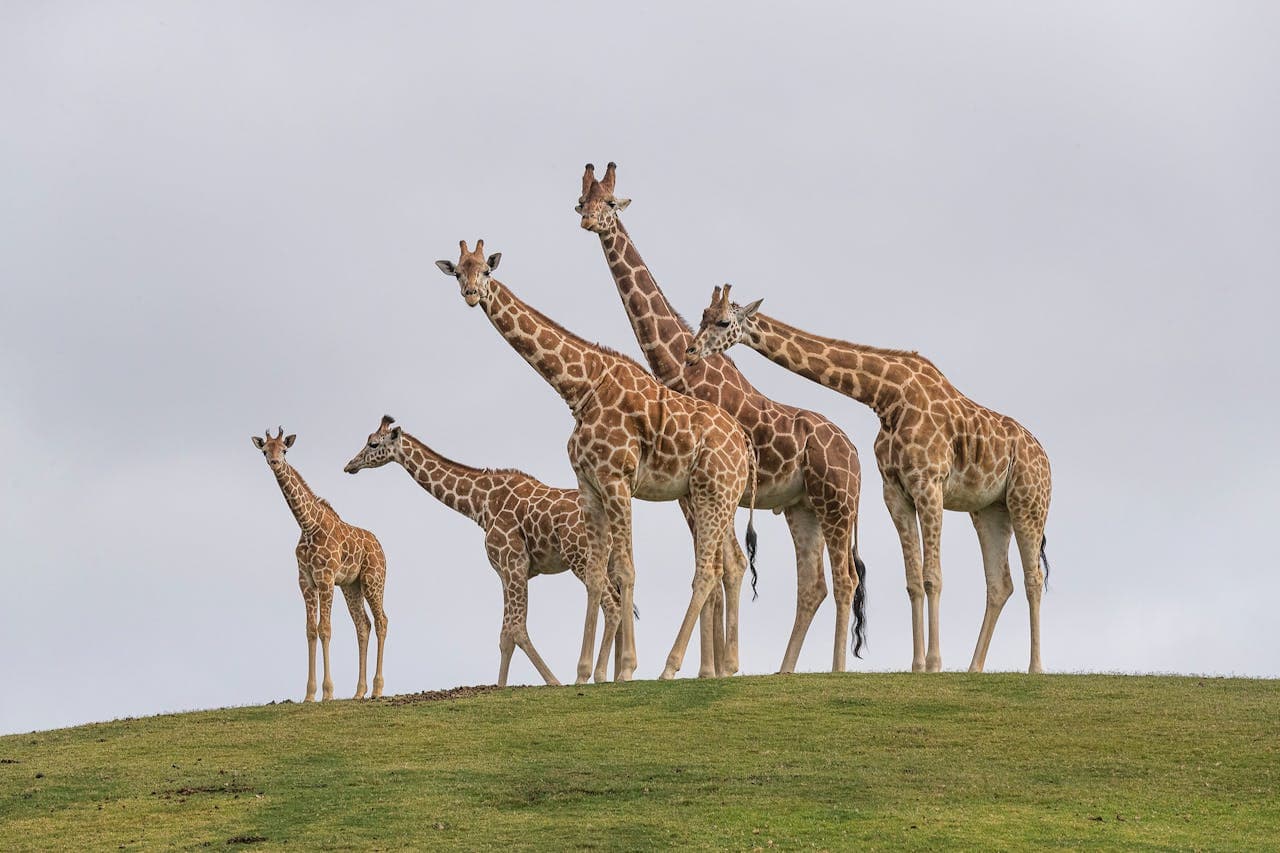 San Diego Zoo Safari Park Ticket - image 5