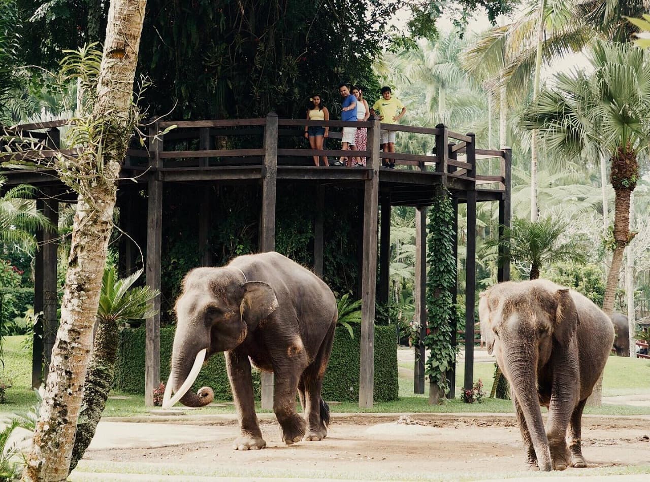 Mason Elephant Park Bali by Mason Adventures (Formerly known as Elephant Safari Park) - image 8