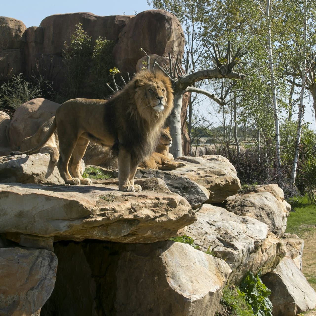 ZooParc de Beauval Ticket - image 12