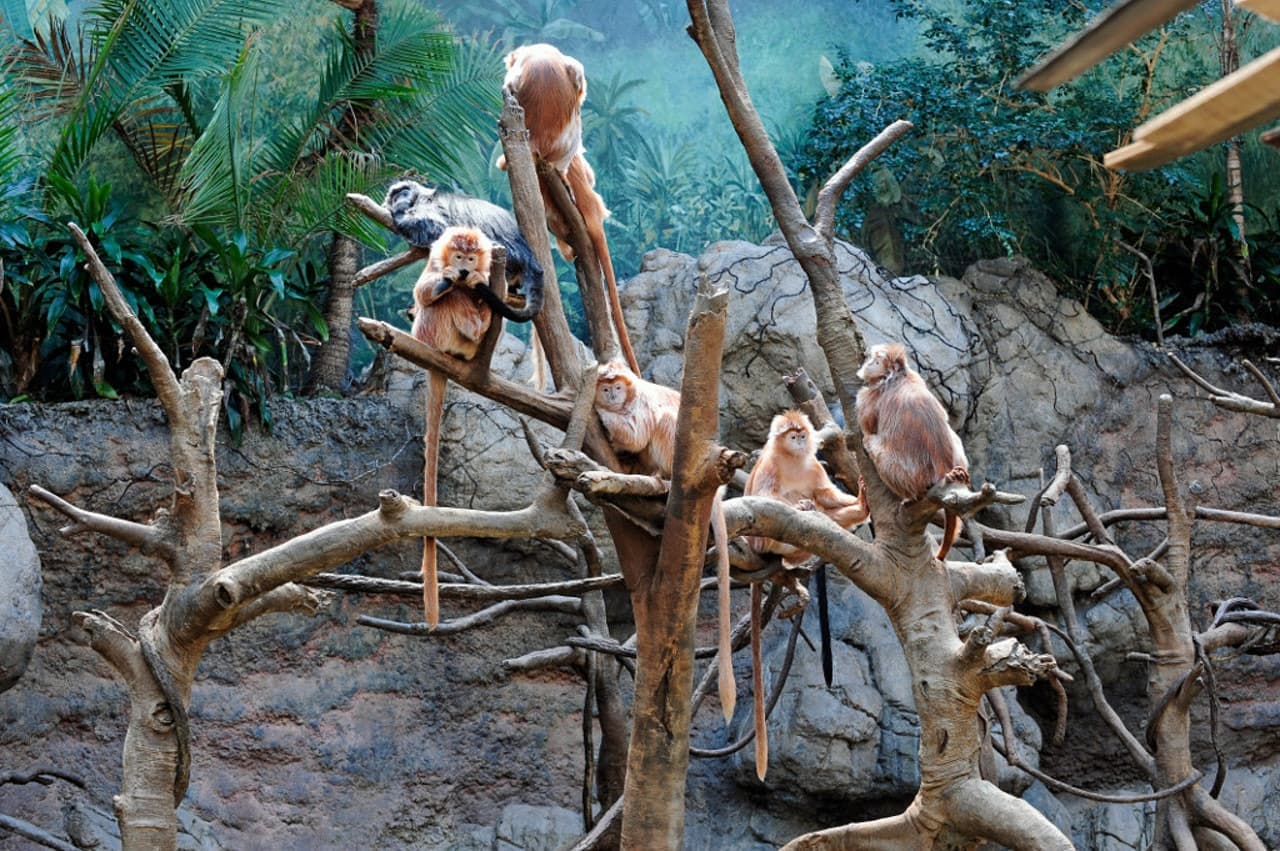 Bronx Zoo - main image