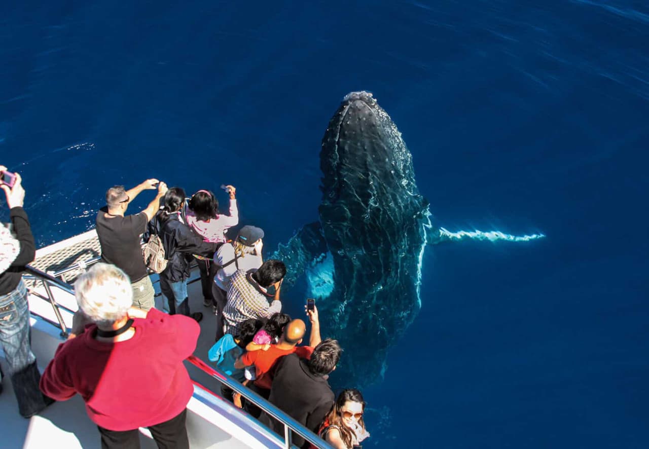 Gold Coast Whale Watching Cruise aboard Sea World Cruises - image 3