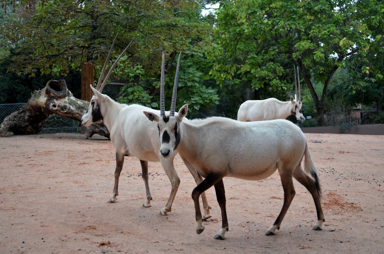 Ménagerie, Zoo of the Jardin des Plantes - image 3