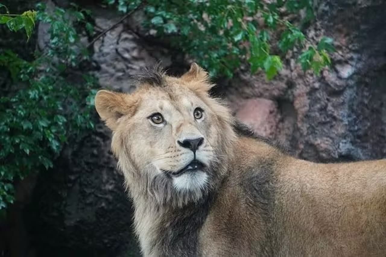 Zoológico y Jardines Botánicos Higashiyama de la ciudad de Nagoya - imagen 6