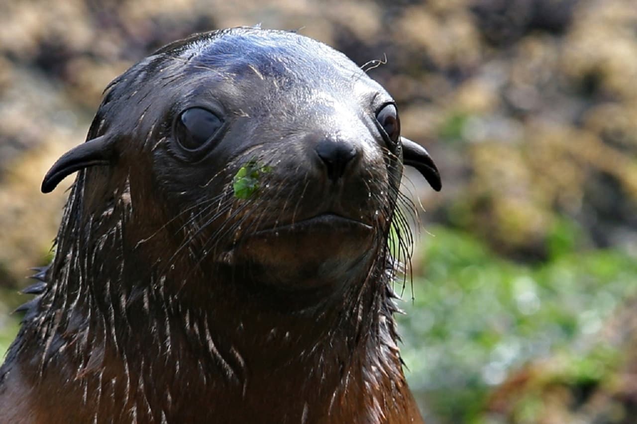 Phillip Island Seal Watching Cruise - image 4