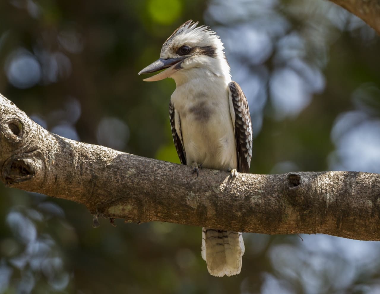 San Diego Zoo - image 7