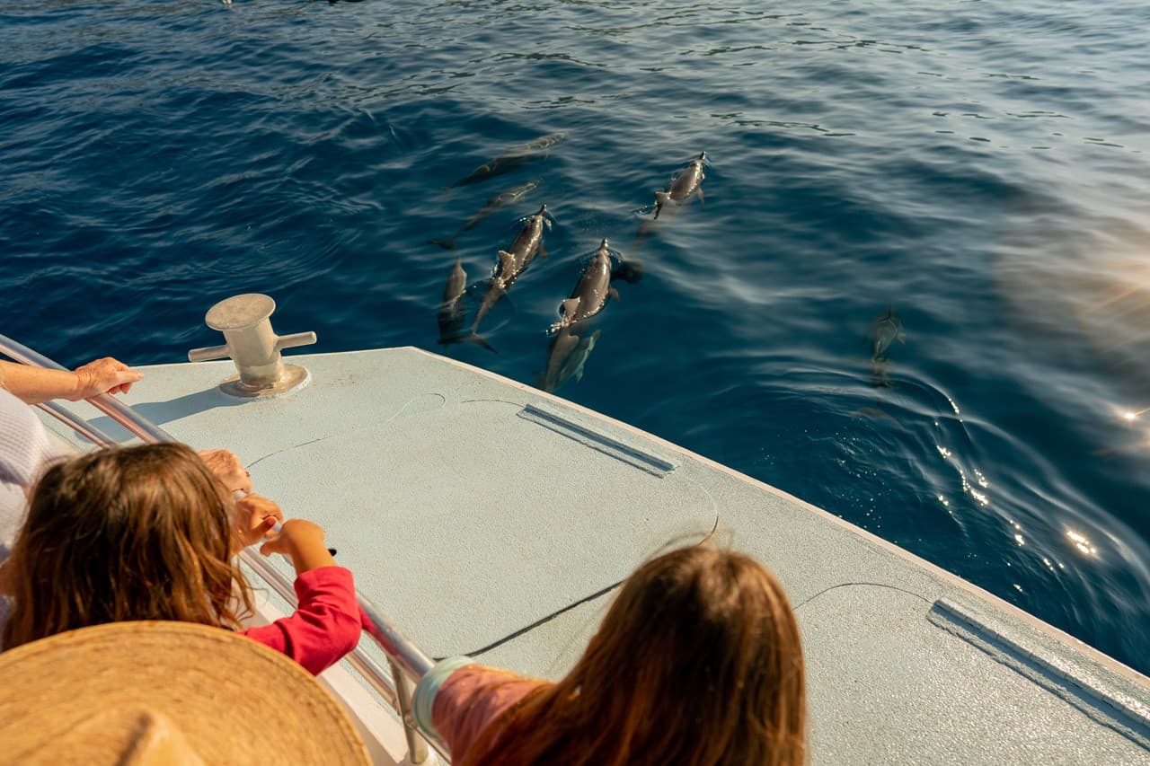 Kona Dolphin Watching Cruise with Snorkelling Experience - main image