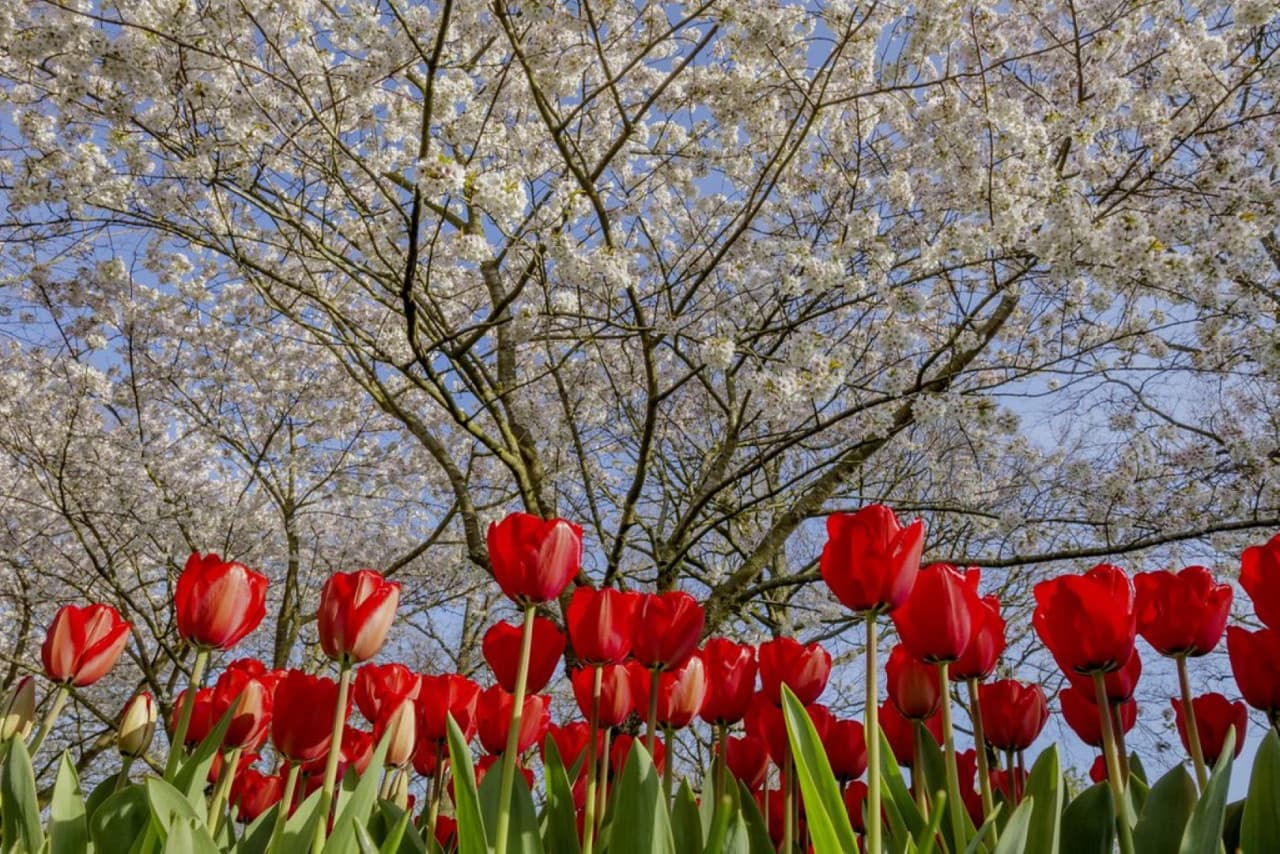 Keukenhof Gardens Ticket with Round Trip Bus Transfer from Amsterdam - image 7