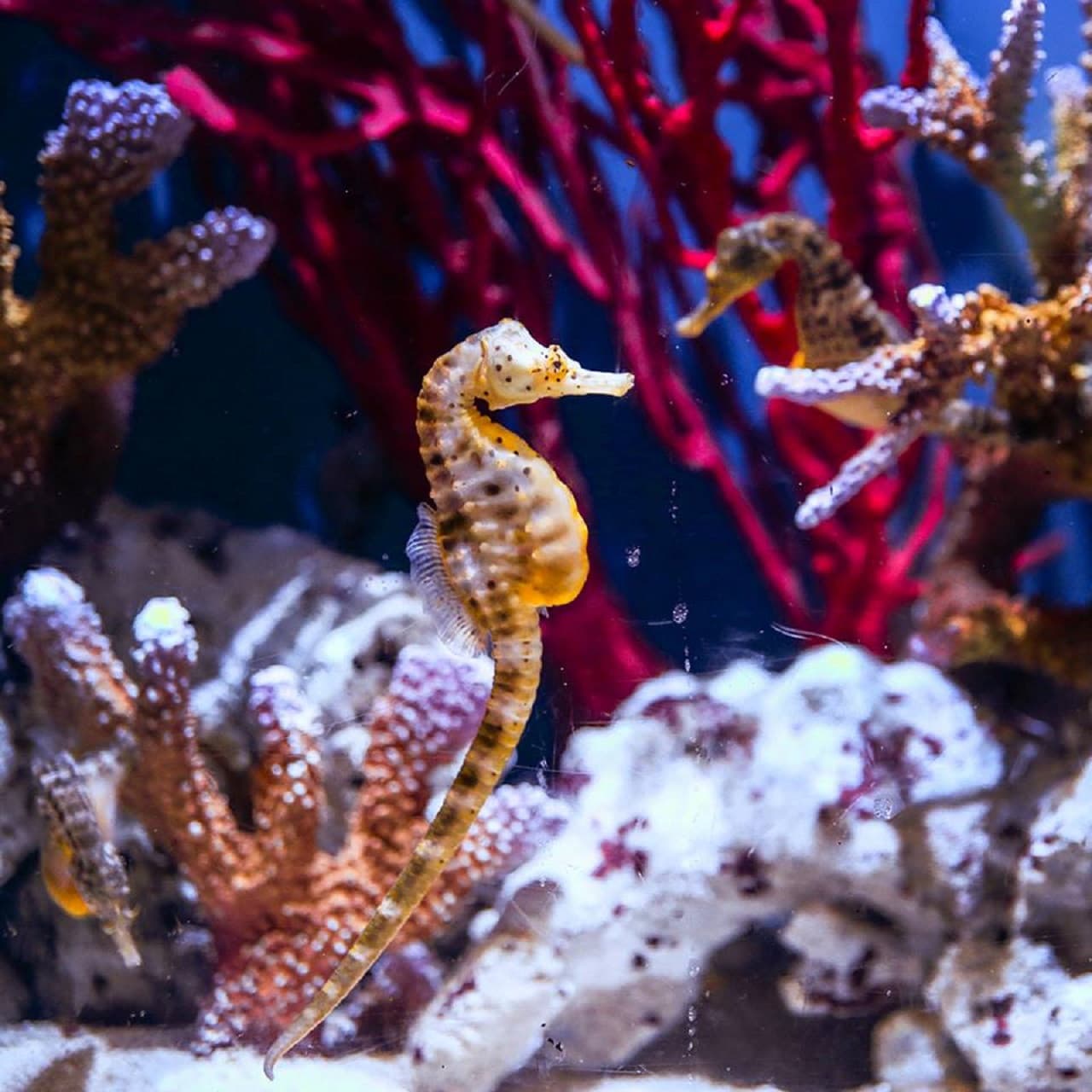 Dubai Aquarium and Underwater Zoo Ticket - image 10