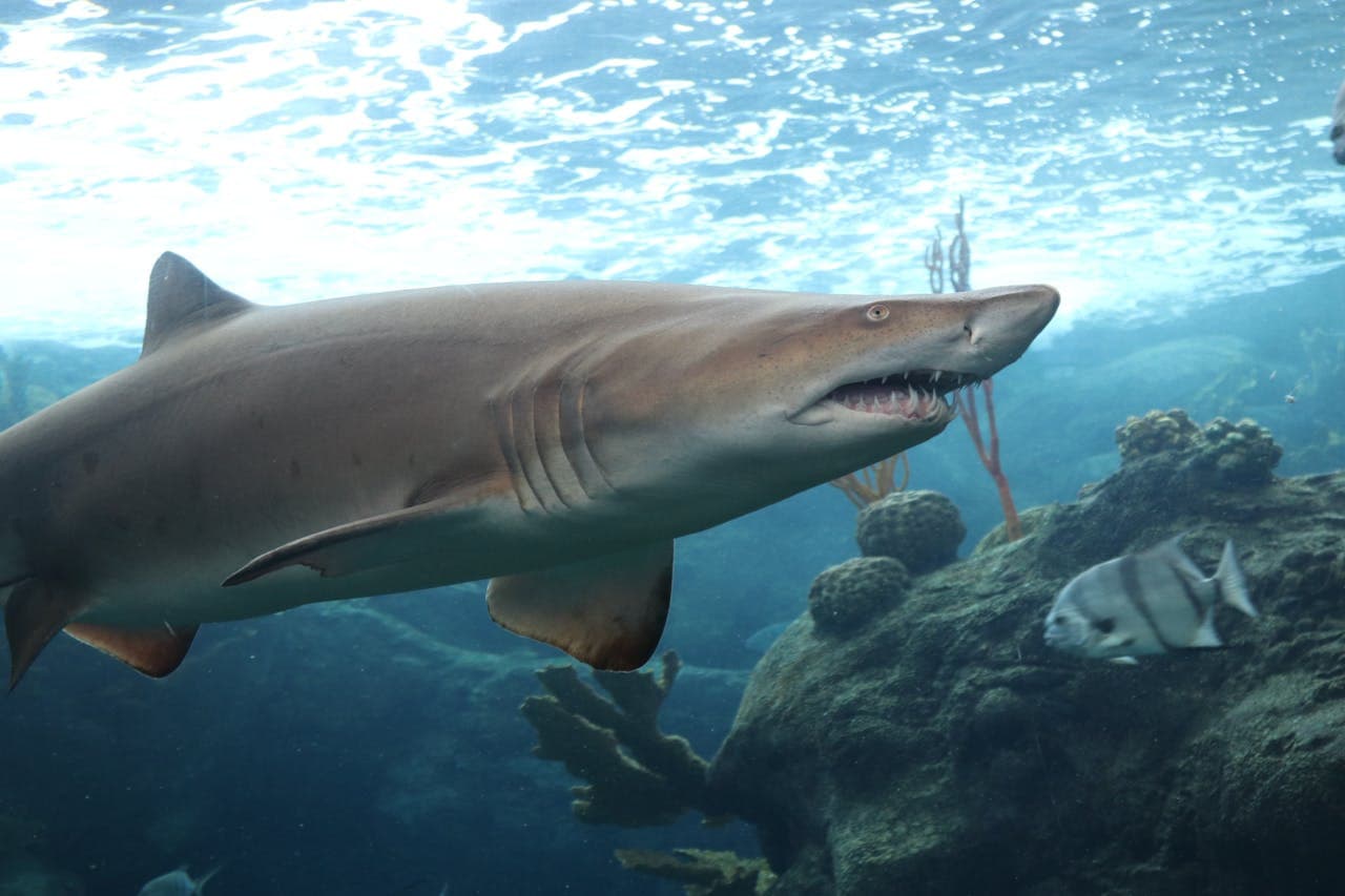 The Florida Aquarium Ticket - image 3
